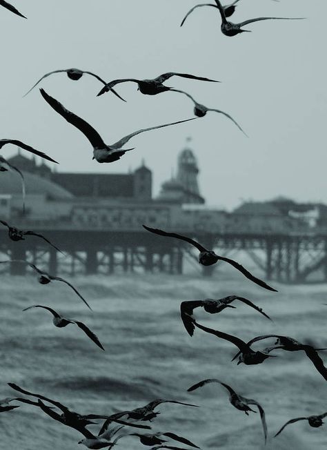 Dark Nautical Aesthetic, A Flock Of Seagulls, Flock Of Seagulls, Brighton & Hove, District 4, Brighton Rock, Brighton Pier, Nautical Aesthetic, Lighthouse Keeper