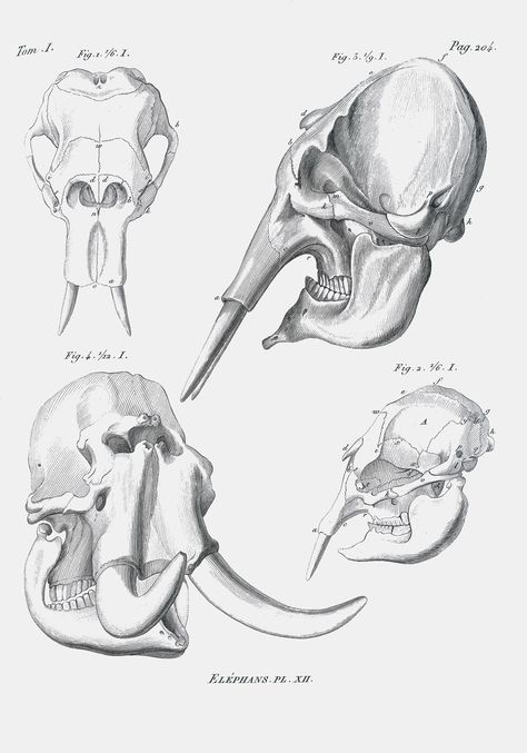 Elephant Anatomy, Elephant Skull, Georges Cuvier, Tattoo Elephant, Skull Reference, African Tattoo, Skull Day Of The Dead, Skeleton Drawings, Animal Skeletons