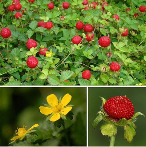 Mock Strawberry (Potentilla indica; previously Duchesnea indica)~ A common lawn weed, sometimes called Indian-strawberry or false strawberry. Native to eastern & southern Asia, but has been introduced to many other areas, subsequently naturalizing in many regions worldwide. Cousin to the true strawberry (Fragaria genus) with a generally similar appearance except the mock strawberry has yellow blooms. The small red berries are indeed edible but don't taste very good. #botany #horticulture #garden Plants With Yellow Flowers, Mock Strawberry, Common Lawn Weeds, Horticulture Garden, Strawberry Varieties, Edible Gardens, Weeds In Lawn, Camellia Sinensis, Strawberry Plants