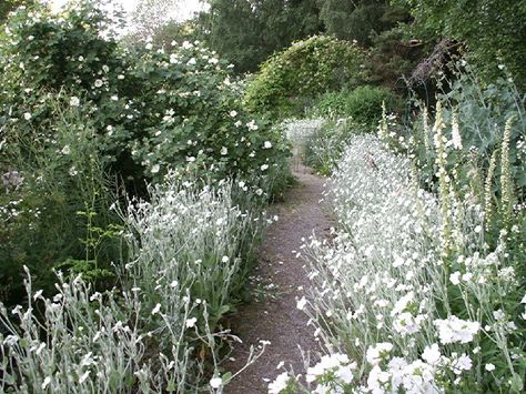 cottage gardens Garden Gravel, Gravel Path, Australian Garden, Cottage Gardens, Moon Garden, Have Inspiration, White Garden, White Cottage, White Gardens