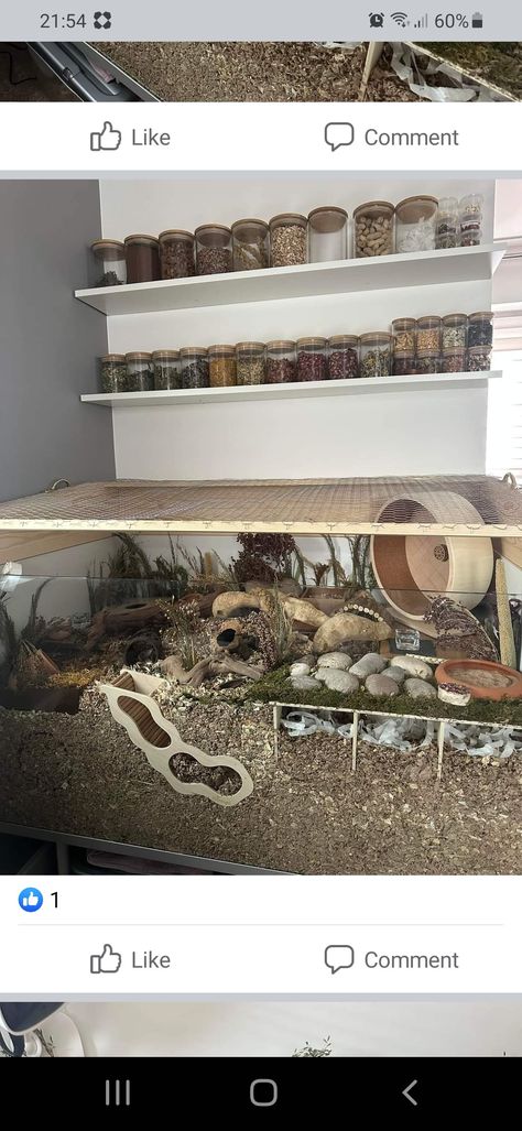 Gerbil Enclosure, Syrian Hamster Enclosure, Linmon Ikea Hamster Cage, Gerbil Set Up, Gerbil Enclosure Ideas, Hamster Cages Diy, Mice Enclosure Ideas, Hamster Cage Inspiration, Hamster Cage Setup Ideas