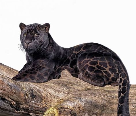 🐈ANIMALS💞 LOVER'S🐘’s Instagram post: “A beautiful image 📸 of a Black Jaguar (Melanistic Cat)🐆. . . 🐆 Caption by 🐾 @wildlife4lovers . . On closer inspection and with the light…” Black Jaguar Animal, Jaguar Leopard, Panther Cat, Jaguar Animal, Clouded Leopard, Rare Cats, Black Jaguar, Exotic Cats, Rare Animals