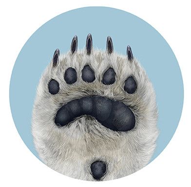 polar bear front paw Polar Bear Paw Print, Polar Bear Paws, Paw Illustration, Polar Bear Paw, Polar Bear Logo, Polar Bear Illustration, Polar Bear Face, Kodiak Bear, Bear Paw Print