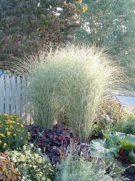 Great Plant Pick: Miscanthus sinensis ‘Morning Light’ | HeraldNet.com Morning Light Miscanthus, Miscanthus Sinensis Morning Light, Tuscan Style Garden, Miscanthus Morning Light, Decorative Grasses, Maine Garden, Miscanthus Sinensis, Garden Grass, Planting Plan