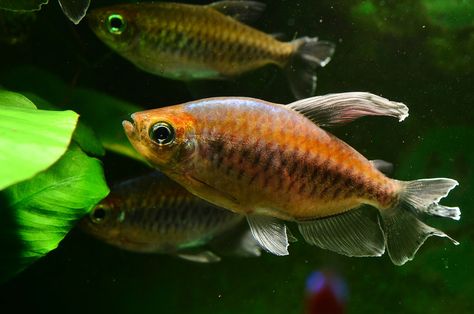 African Cichlid Tank, Fish Names, Peaceful Community, Community Tanks, Tropical Fish Tanks, Cute Name, African Cichlids, Cute Fish, Pet Fish