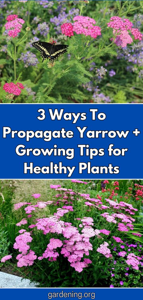 Discover three easy ways to propagate yarrow plants and get expert tips on how to keep them healthy and thriving. Start propagating your yarrow today! Yarrow Landscaping, Harvesting Yarrow, Yarrow Plant Benefits, Growing Yarrow, Yellow Yarrow Plant, Yarrow Spiritual Properties, Butterfly Magnets, Yarrow Plant, Roadside Stand