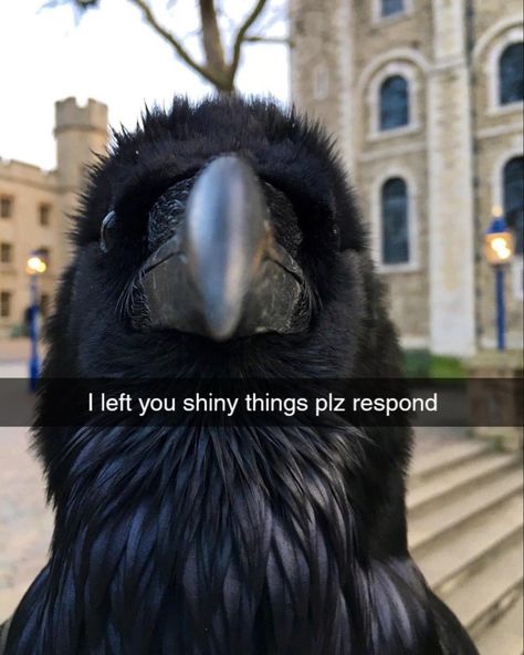 Petting Zoo, Crows Ravens, Silly Animals, Funny Animal Memes, Crows, Cute Little Animals, Funny Animal, Ravens, Animal Memes