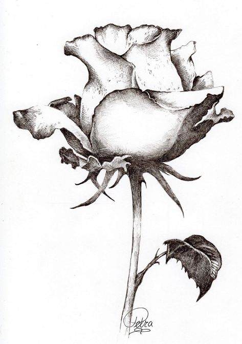 Rose Drawing Pencil, Flower Sketch Pencil, Pencil Drawings Of Flowers, Rose Sketch, Beautiful Flower Drawings, Drawing Eyes, Flower Art Drawing, Rose Drawing, Flower Sketches