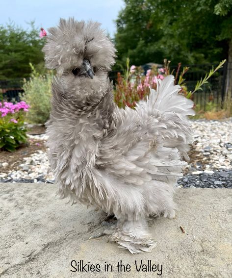 Frizzle satin silkie chickens Silkie Chickens Colors, Animal Mashup, Frizzle Chickens, Silkie Hen, Mini Donkeys, Miniature Donkeys, Chicken Accessories, Miniature Farm, Homesteading Animals