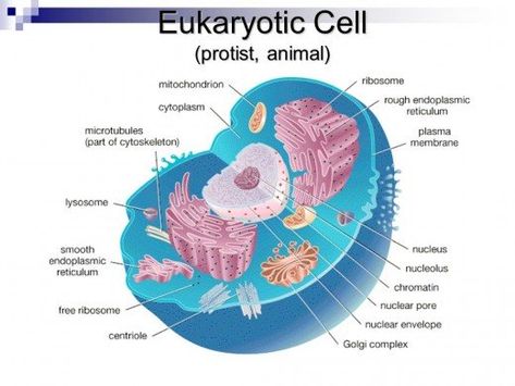 This diagram shows what a typical eukaryotic animal cells looks like. Human Cell Diagram, Animal Cell Drawing, Medical Terminology Study, Cell Diagram, Biology Revision, Eukaryotic Cell, Cell Model, Animal Cell, Cell Structure