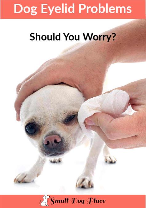 Do you know when to worry if you suspect  your dog has an eye problem?  Here are some common eyelid problems to check out. Dogs Eyes Problems, Itchy Eyelids, Under Eye Care, Swollen Eyelid, Dogs Eyes, Rare Eyes, Small Breed Dogs, Dog Remedies, Expressive Eyes