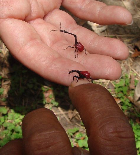 Longer Neck, Bug Collection, Cool Bugs, Beetle Bug, Beautiful Bugs, Creepy Crawlies, Arthropods, Arachnids, Silly Animals