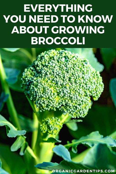 Broccoli Growing, How To Grow Broccoli, Broccoli Flower, Grow Broccoli, Seasoned Broccoli, Broccoli Plant, Growing Broccoli, Broccoli Seeds, Fall Vegetables