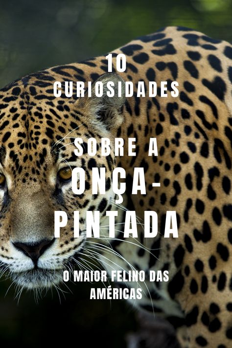 A onça-pintada (Panthera onca) é uma espécie de felino de corpo robusto e musculoso encontrada em praticamente todos os biomas brasileiros, com exceção do Pampa. Esse mamífero carnívoro é considerado o maior felino das Américas e o maior animal carnívoro da América do Sul. Atualmente, tem sido ameaçado em virtude da caça e da destruição de seu habitat Habitat, Animals, Nature