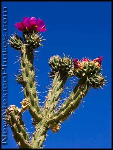 a cholla cactus blooms against a classic New Mexican sky New Mexico Cactus, Xeriscape Plants, Mexico Cactus, Cholla Cactus, Ib Art, Russian Sage, Cactus Poster, Cactus Blossoms, Tattoo Reference