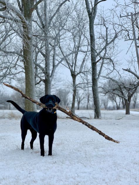 A black Labrador Retriever standing outside in the snow while holding a big branch in his mouth Preppy Dog, Snow Dog, Dog Black, Lab Dogs, Alcohol Drinks, Labrador Retrievers, Snow Dogs, Snow Mountain, Black Lab