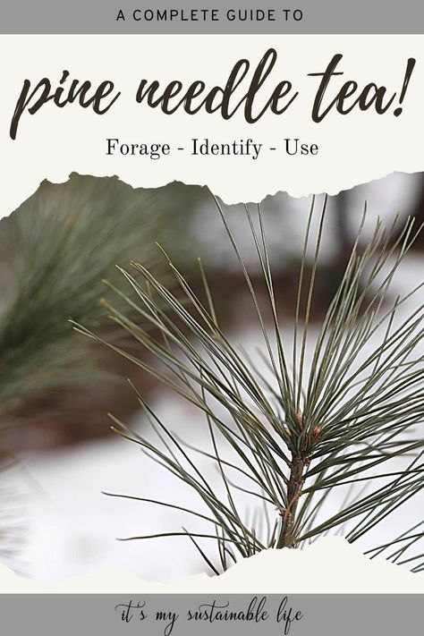 Pine needle tea, a nourishing, vitamin filled tea, offers a plethora of benefits. Fortunately, learning to identify, forage, and make your own pine needle tea is as easy as stepping out your door. | It's My Sustainable Life @itsmysustainablelife #pineneedletea #pineneedletearecipes #pineneedleteabenefits #whitepinemedicine #pineneedlemedicine #foragingpineneedles #foragingforpineneedles #itsmysustainablelife White Pine Needle Tea Benefits, Winter Foraging, Homemade Lotions, Pine Needle Tea, Homestead Blog, Organic Herbal Tea, Herbal Apothecary, Cold Home Remedies, Zone 5