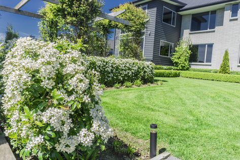 Choisya Ternata, Barberry Bush, White Agapanthus, Canadian Hemlock, Lilac Plant, Narrow Garden, Flowering Quince, Garden Hedges, Plant Help