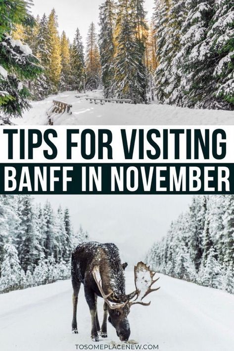 Banff in November Winter Activities | November Canada Travel Banff tips | Banff winter things to do | Banff Winter Alberta Canada | Banff Winter sleigh rides, dogsledding | Banff Winter Activities lakes frozen and national parks | Things to do in Banff Winter | Banff Travel tips #banff #wintertravel #canadatravel #canada  Tips for visiting Banff in November Travel Banff, Banff Travel, Banff Winter, Things To Do In Banff, Canada Banff, Sleigh Rides, Winter Things, Canada Travel Guide, Banff Canada