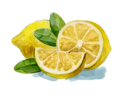 Lemon Pictures, Lemon Watercolor, Lemon Painting, Lemon Art, Lemon Kitchen, Watercolor Pencil, Art Camp, Watercolor Fruit, Art Album