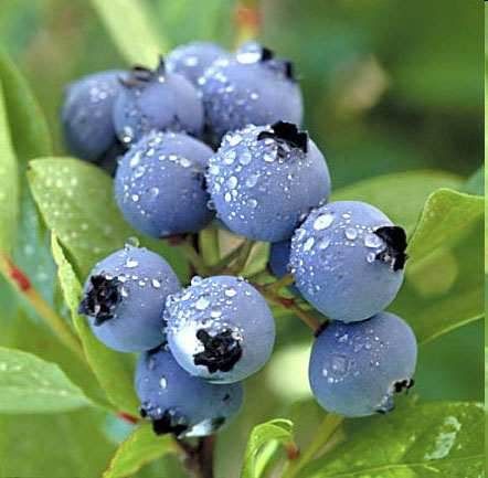 Semillas De Arandano Producidas En Bariloche, Tené Tu Planta Growing Blueberries, Blue Berries, Organic Blueberries, Blueberry Bushes, Growing Fruit, Deco Floral, Water Droplets, Veggie Garden, Permaculture