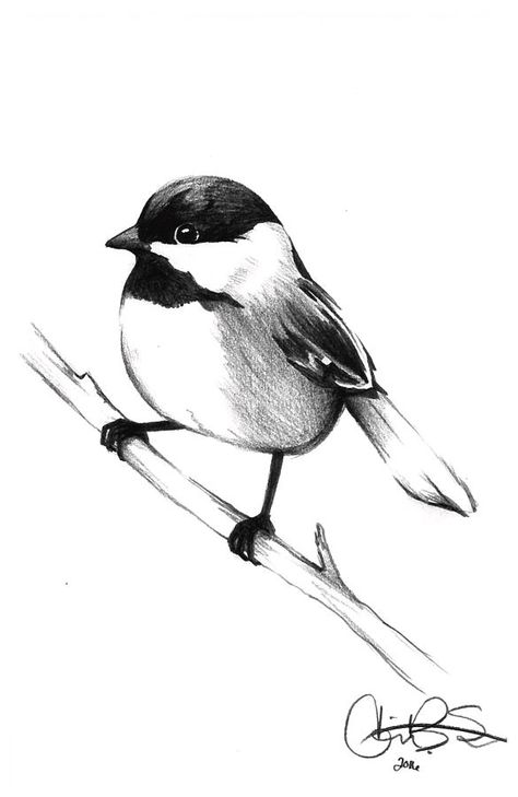 Bird Black And White Drawing, Pencil Shading Birds, Pencil Art Drawings Birds, Chickadee Sketch, Finch Sketch, Black And White Pencil Drawings, Chickadee Drawing, Chickadee Tattoo, Bird Pencil Drawing