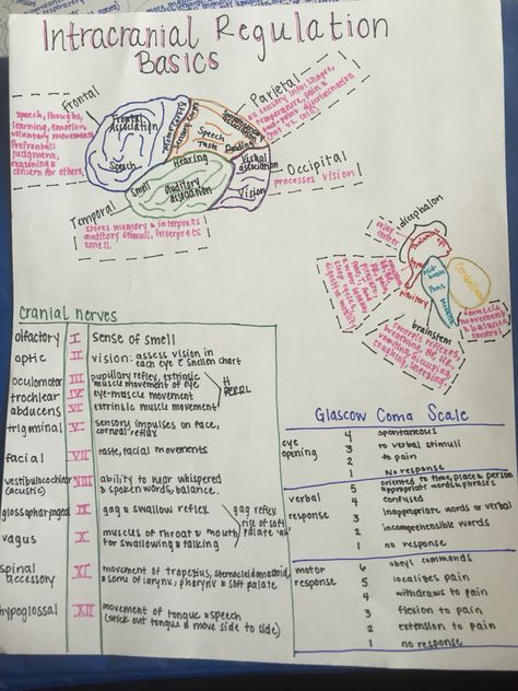 Intracranial Regulation-Basics-Nursing Intracranial Regulation Nursing, Icp Nursing, Neuro Nursing, Med Notes, Cna School, Medical Terminology Study, Nerdy Nurse, Nursing School Prerequisites, Nursing Cheat