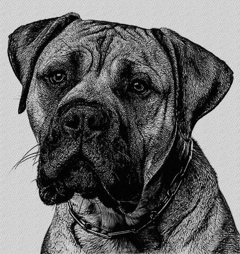 Mastiff Bull Mastiff Tattoo, Mastiff Drawing, Bull Mastiff Drawings, Tibetan Mastiff Drawing, English Mastiff Drawings, American Mastiff, English Mastiff Art, English Mastiff Aesthetic, Dog Portraits Illustration