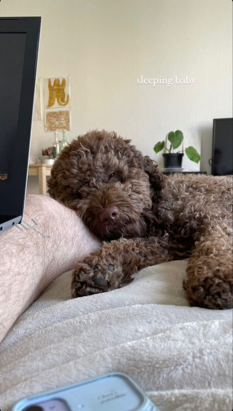 lagotto romagnolo Logatto Romagnolo, Lagotto Romagnolo Puppy, Brown Labradoodle, Lagotto Romagnolo, Puppy Mom, Dog Mommy, Labradoodle Puppy, Really Cute Dogs, Dog Mama