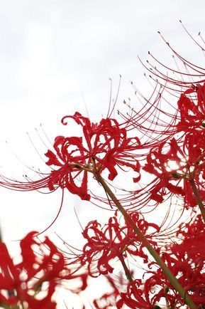 Lycoris Radiata, Lily Wallpaper, Red Spider Lily, Red Lily, Wallpaper Dekstop, Japanese Aesthetic, Anime Scenery Wallpaper, Inuyasha, Scenery Wallpaper