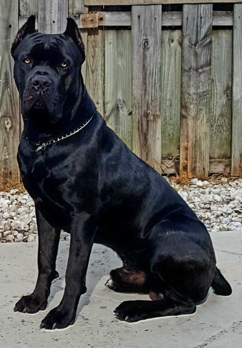 Beautiful one-year-old Cane Corso King Corso Dog, Black Cane Corso, Cane Corso Dog Breed, Cane Corsos, Cane Corso Puppies, Big Dog Breeds, Cane Corso Dog, Corso Dog, Scary Dogs