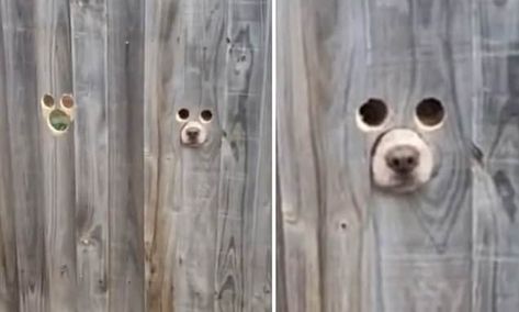 Pet owner creates dog size holes in fence so pets can see passers-by Dog Fence Bubble Window, Puppy Hacks, Dog Window In Fence, Dog Peeking, Excited Dog, Dog Window, 1st House, Pet Fence, Farm Layout