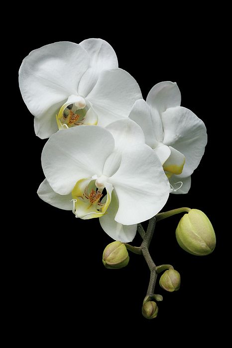 Orchid Drawing, Orchid Photography, Bridal Diamond Jewellery, The Secret Garden, Beautiful Orchids, White Orchids, Sugar Flowers, Orchid Flower, Flower Photos