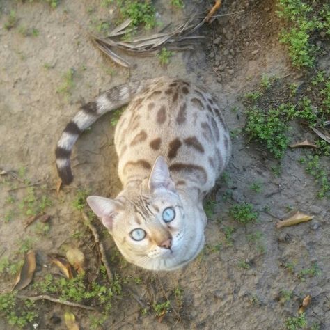 White Bengal Cat, Snow Bengal Kitten, Snow Mink Bengal Cat, Silver Bengal Cat, Bengal Cat Snow, Cat And Dog Photos, Sirocco Cashmere Bengal Cat, House Cats, Bengal Kitten