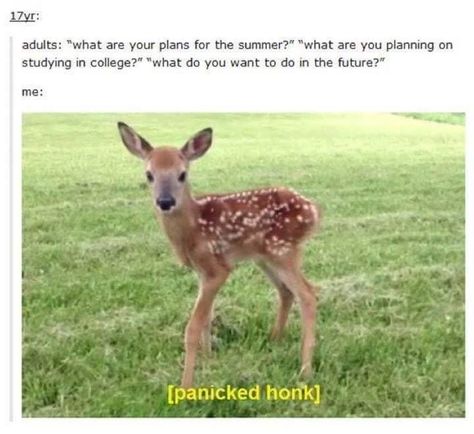 Cute Cottagecore, Funny Thoughts, Funny Tumblr Posts, Oh Deer, Baby Deer, Tumblr Funny, Tumblr Posts, Trending Memes, Funny Cute