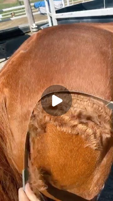 RELAXIFY | Oddly Satisfying on Instagram: "Why is this so oddly satisfying 🤩😦

📹: @rubymacarthurhorses

#oddlysatisfying #oddlysatisfyingvideo #satisfying #cool #horses #horseriding #reels #reelsinsta" Satisfying Videos, Oddly Satisfying Videos, Oddly Satisfying, Satisfying Video, April 22, Horses, Animals, On Instagram, Instagram