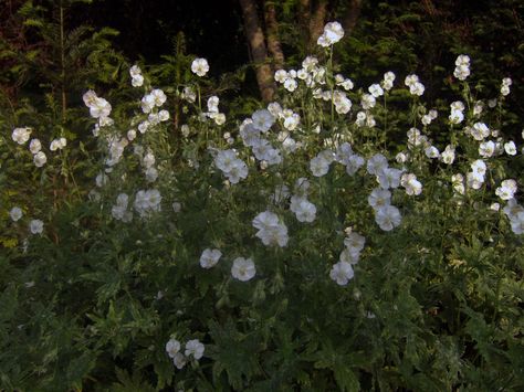 Geranium phaeum 'Album' Geranium Phaeum, Blue Poppies, Hardy Geranium, Sea Holly, Alpine Plants, Day Lilies, Herbaceous Perennials, Hardy Plants, Ornamental Grasses