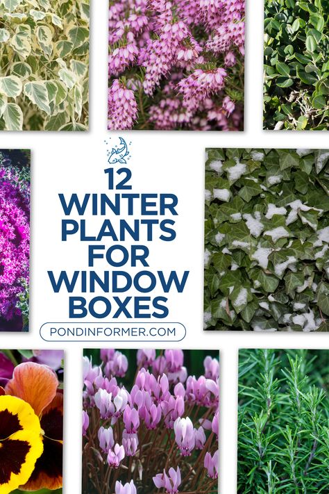 Transform your window boxes into a winter wonderland with these 12 dazzling plants that thrive in the frosty season! Each plant adds a touch of seasonal splendor to your outdoor décor, creating a picturesque scene that delights all who pass by. Explore our top picks and bring the magic of winter to your windows!   #WinterDecor #WindowBoxPlants #SeasonalFlowers #WinterPlant #PlantList #WindowBoxes #Winter #PlantGuide #PondInformer Window Sill Plant Shelf, Plants For Window Boxes, Gem Boxwood, Winter Gem Boxwood, Cold Weather Plants, Plant Shelves Outdoor, Window Sill Plants, Winter Window Boxes, Winter Planters