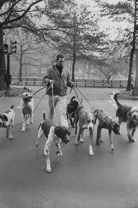 Guys With Dogs, Pets Quotes, Eugene Smith, Dog Walking Business, Edward Steichen, Street Smarts, Carnegie Museum Of Art, Alfred Eisenstaedt, Walking Your Dog