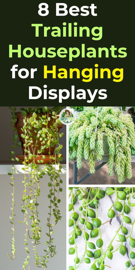 "Discover the 8 Best Trailing Houseplants for Hanging Displays that  elevate your indoor and outdoor spaces! Perfect for your living room or  balcony, these easy indoor trailing plants add a touch of greenery and  style. Explore stunning options that enhance your decor and bring life to  any corner of your home. Ideal for both beginners and seasoned plant  lovers, these trailing plants are a must-have for vibrant, lush  displays!" Cascading House Plants, Indoor Trailing Plants, Trailing Plants Indoor, Hang Plants From Ceiling, Hanging Indoor Plants, Indoor Hanging Plants, Porch Plants, Plant Window, Hanging Plants Indoor