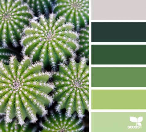 Cacti Color Design Seeds Color Palette, Seeds Color Palette, Colour Samples, Seeds Color, Pintura Exterior, Green Colour Palette, Pallet Painting, Color Palate, Design Seeds