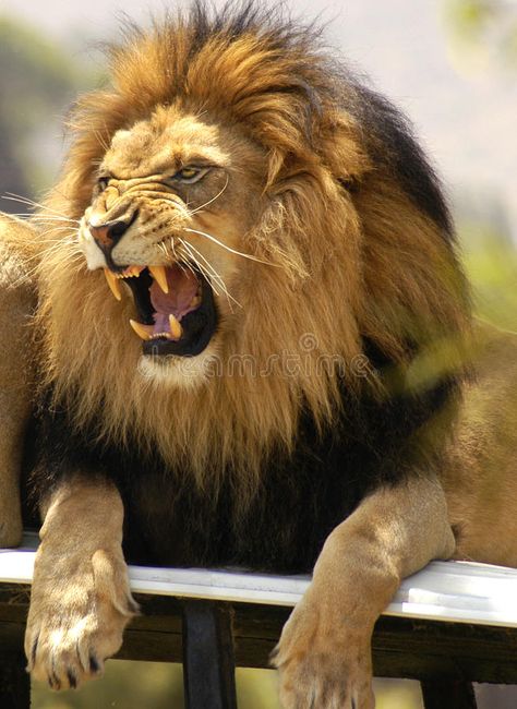 Lion Roaring And Showing His Teeth Stock Image - Image of male, sharp: 17223641 Lion Roaring, Animal Anime, Lion Photography, Lions Photos, King Lion, Lion Love, Roaring Lion, Lion Painting, Male Lion