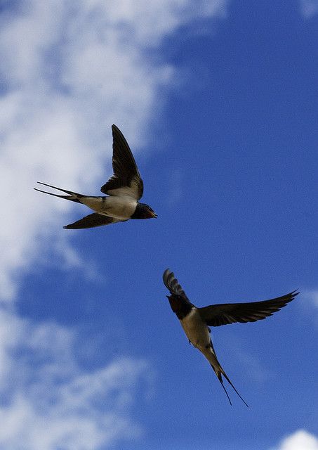 Barn Swallow, Kinds Of Birds, Foto Art, Swallows, All Birds, Backyard Birds, Pretty Birds, Birds Flying, In Flight