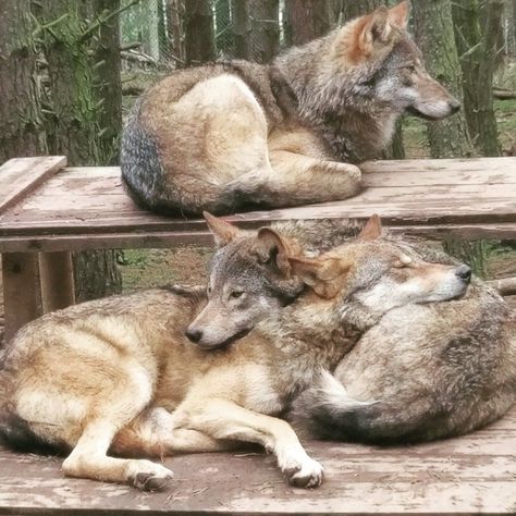 Wolves Laying Down, Wolf Laying Down, Wolf Reference, Wolf Poses, Wildlife Park, Friday Feeling, Wolves, Pose Reference, Animals Wild