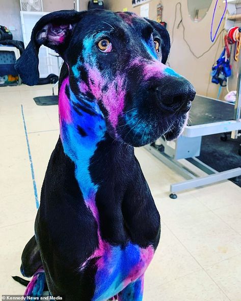 Dog Influencer, Dog Hair Dye, Dog Dye, Psychiatric Service Dog, Dog Grooming Styles, Dog Spa, Creative Grooming, Dog Grooming Salons, Poodle Grooming