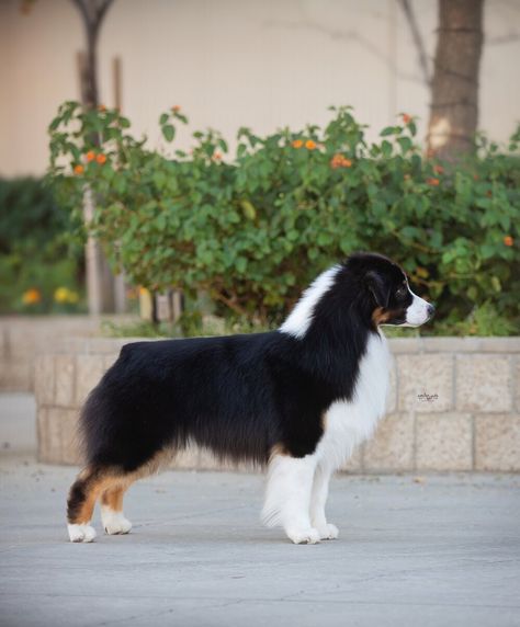 Black Tri Aussie, Black Tri Australian Shepherd, Tri Australian Shepherd, Australian Shepherd Colors, Dogs Photography, Aussie Dog, Cattle Dogs, Aussie Dogs, Dogs Breeds