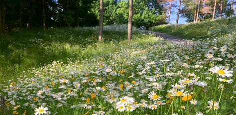 shasta daisies next to a path Shasta Daisies, American Meadows, Organic Mulch, Wildflower Seeds, Single Flower, Companion Planting, Apple Blossom, Shades Of Yellow, Best Practices