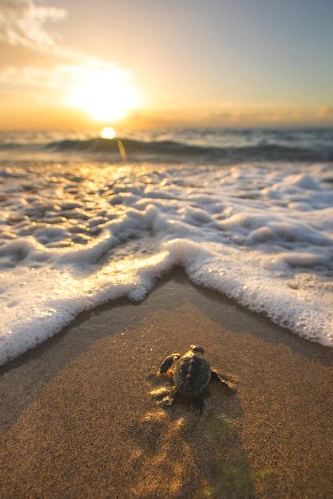 Interesting Wallpapers, Turtle Photos, Sea Turtle Pictures, Turtle Wallpaper, Baby Pets, Baby Sea Turtles, 2025 Goals, Summer Wallpapers, Baby Sea Turtle