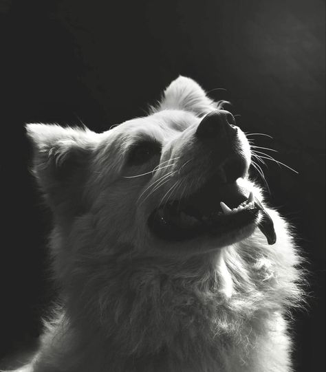 Japanese Spitz black and white photography Japanese Spitz Dog, Dog Wallpaper Iphone, Spitz Dog, Spitz Dogs, Japanese Spitz, Dog Wallpaper, White Photography, Black And White Photography, Black Backgrounds