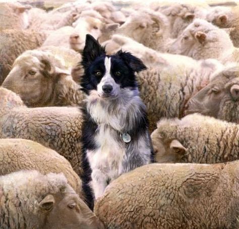 Shepherds Cottage, Sheep Dog, Counting Sheep, Poor Dog, London Home, Labrador Retriever Puppies, Yorkshire Terrier Puppies, Border Collie Dog, Border Collies